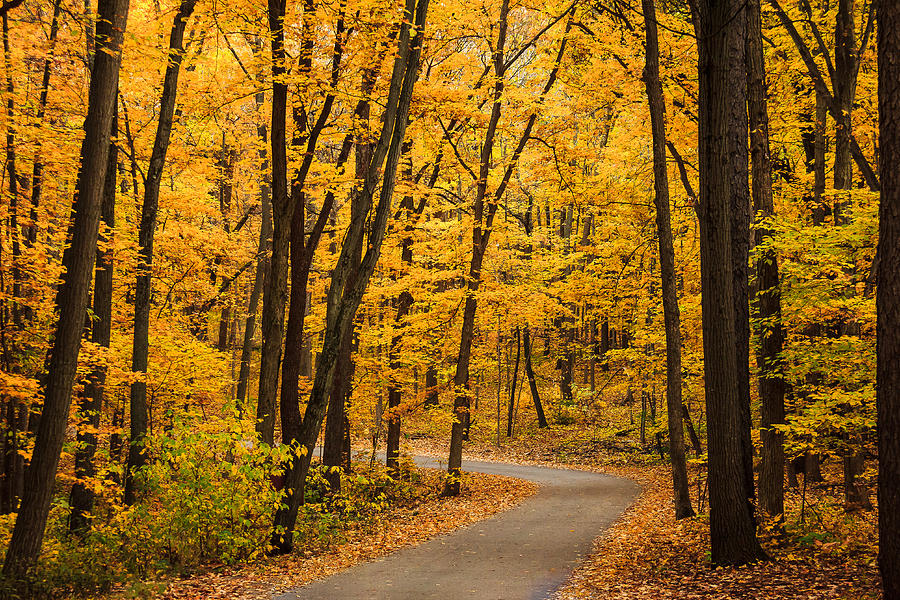 Winding Road of Yellow Trees Photograph by Joni Eskridge