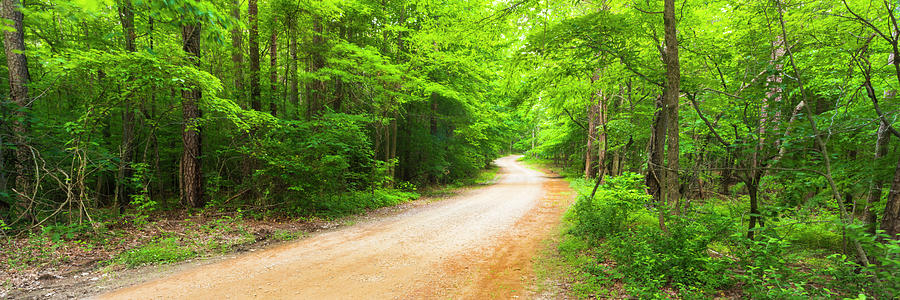 Winding road with canopy in North Carolina Panorama Photograph by Ranjay Mitra
