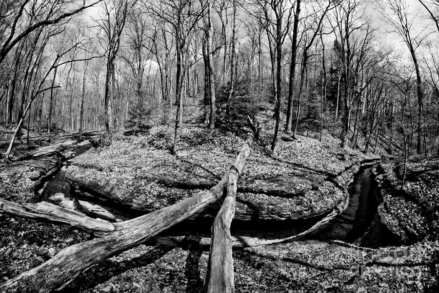 Nature Photograph - Winding Stream BW by Pittsburgh Photo Company