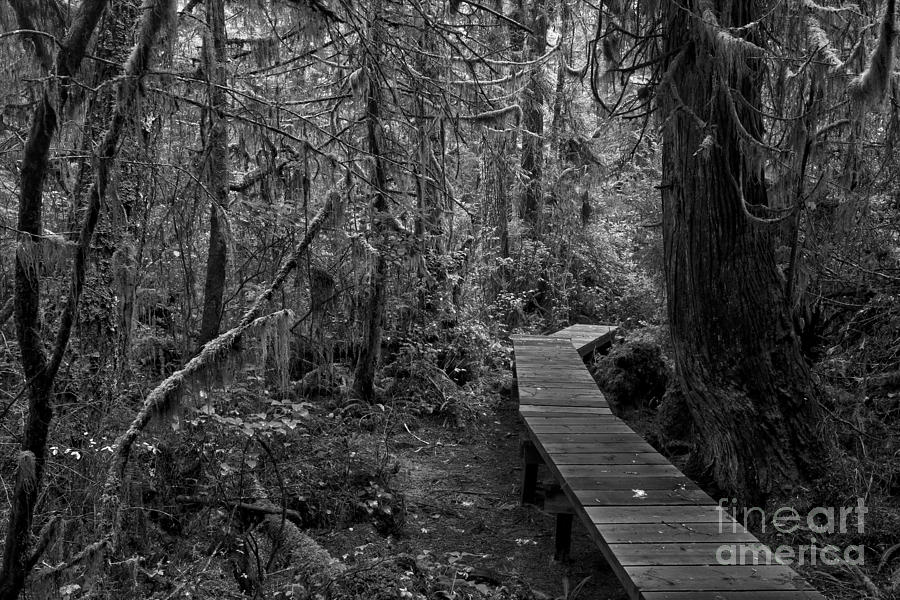 Winding Through The Rainforest Black And White Photograph by Adam Jewell