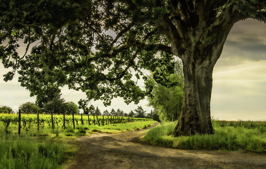 Winding Through the Vineyard Photograph by Don Schwartz