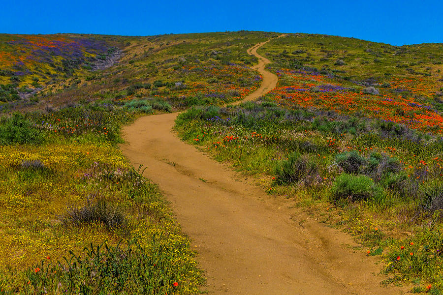 Winding Trail Photograph by Garry Gay