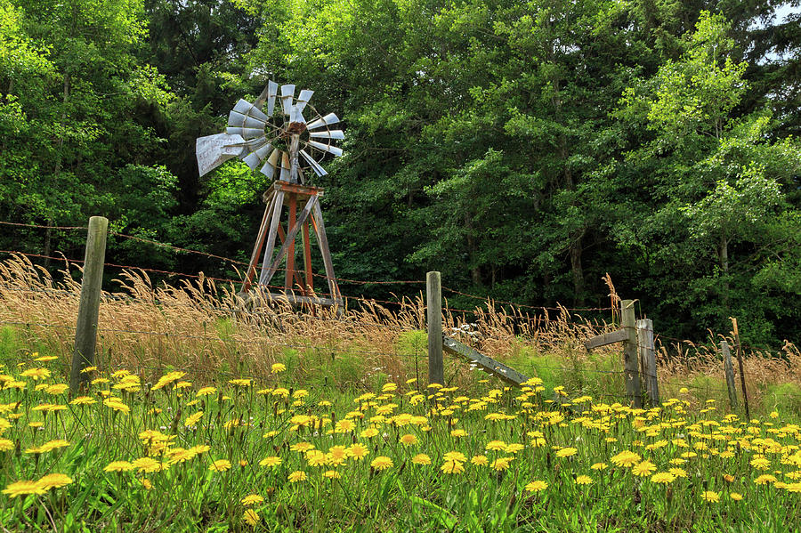 Flower Photograph - Windmill And Flowers by James Eddy