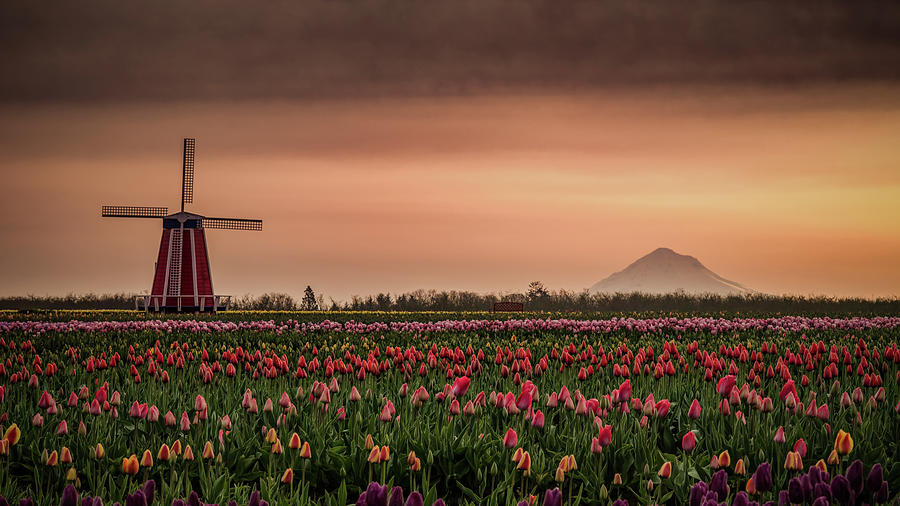 Windmill and Tulips Photograph by Don Schwartz