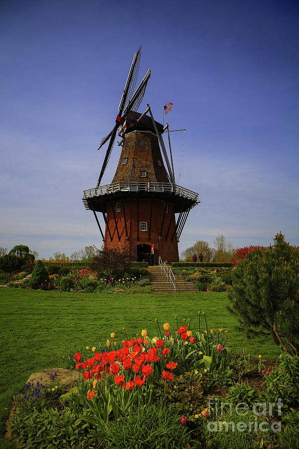 Windmill at Tulip Time Photograph by Rachel Cohen