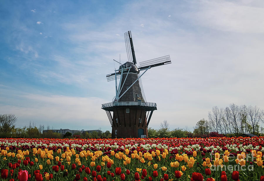 Windmill De Zwaan Photograph by Rachel Cohen