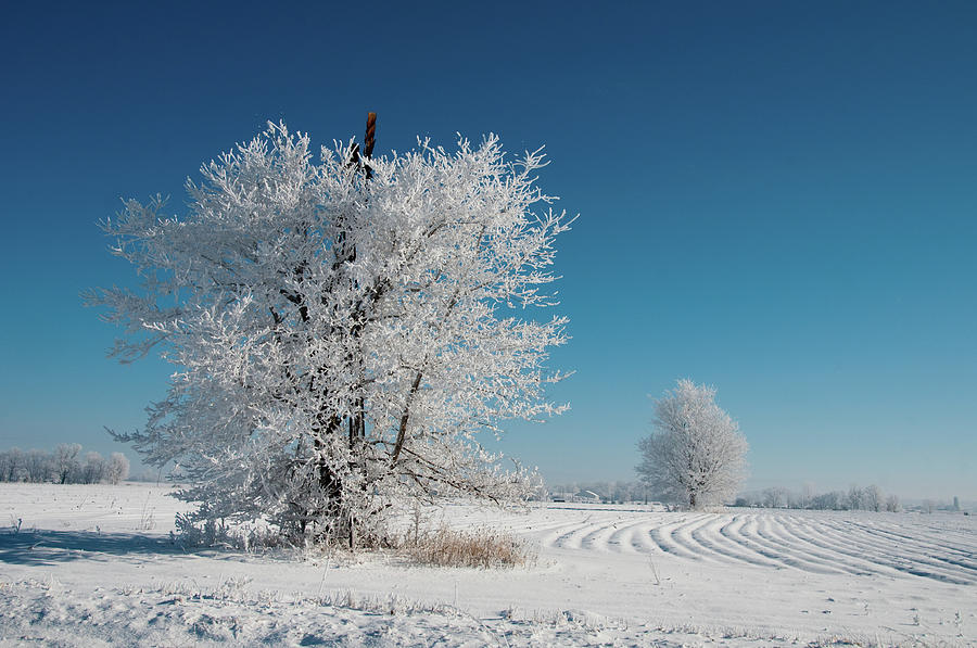 Windmill in the Frost Photograph by David Arment