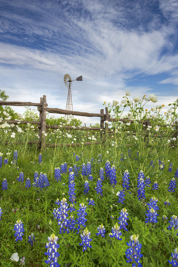 Poppy Photograph - Windmill over Texas Bluebonets 2 by Rob Greebon