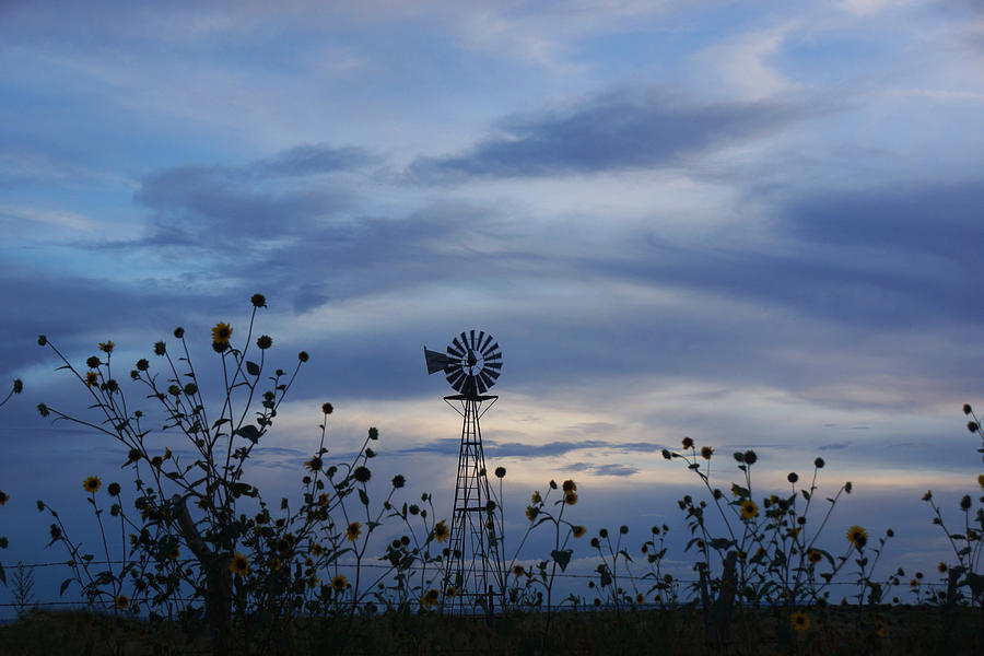 Windmill sunflowers Photograph by Julie Carter