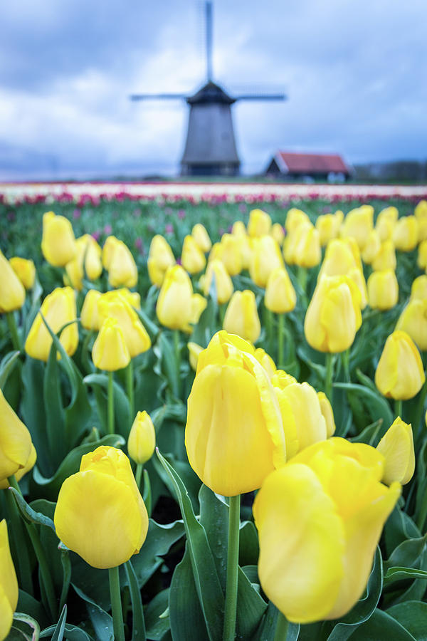 Windmills and Tulips, Holland Photograph by Francesco Riccardo Iacomino