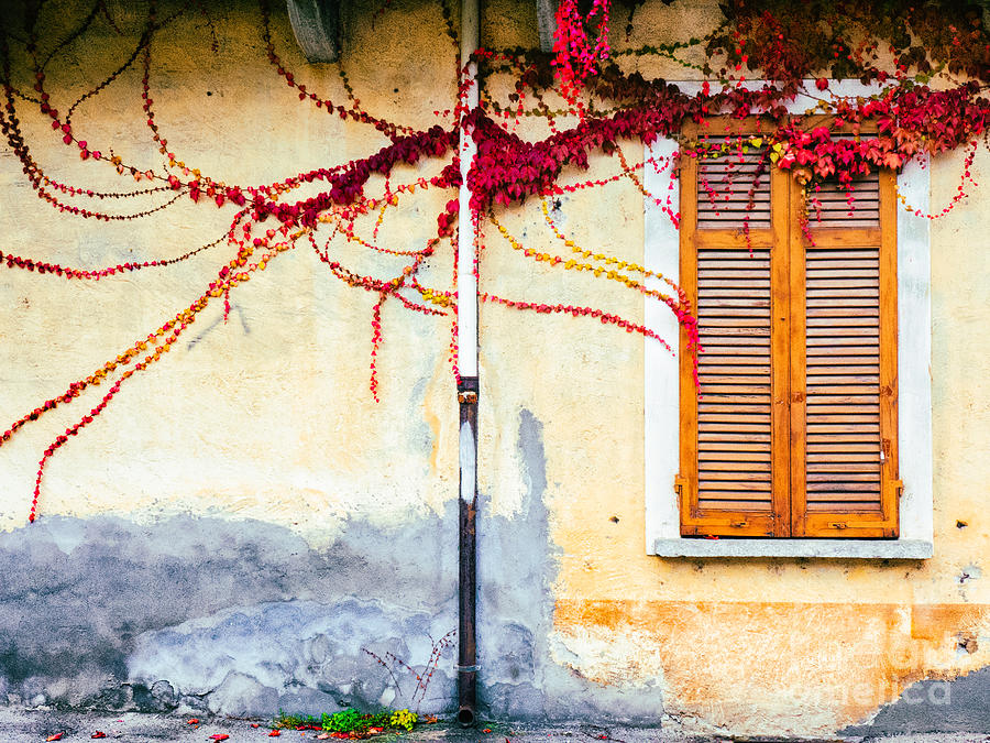 Window and red vine Photograph by Silvia Ganora