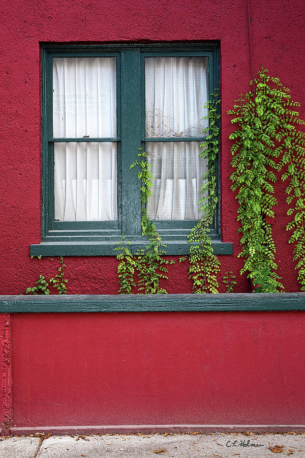 Window and VInes Photograph by Christopher Holmes
