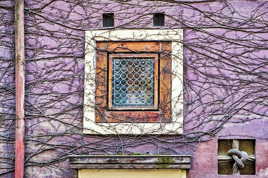 Window and Vines - Prague Photograph by Stuart Litoff