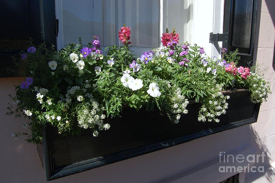 Flower Photograph - Window Box by Donna Bentley