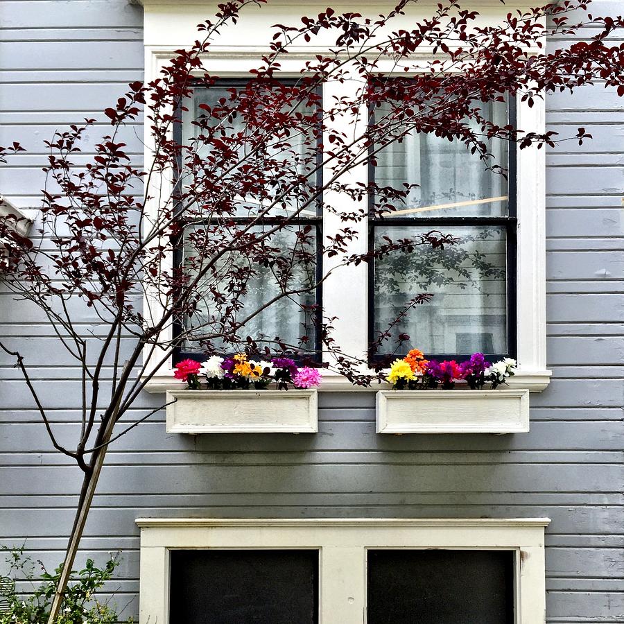 Window Boxes Photograph by Julie Gebhardt