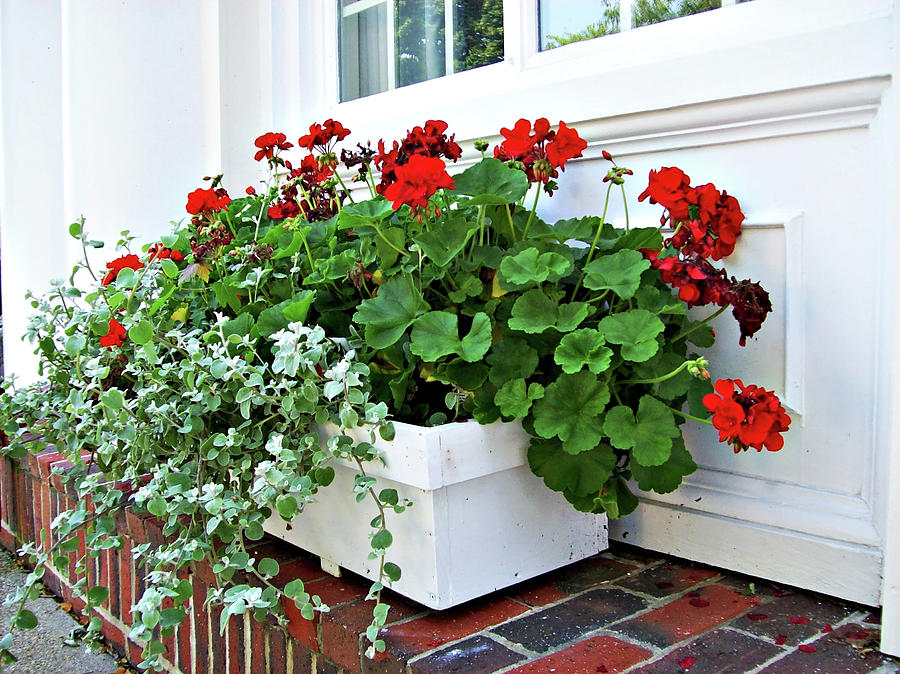 Summer Photograph - Window Boxes of Rockport MA1 by Mary Ann Weger