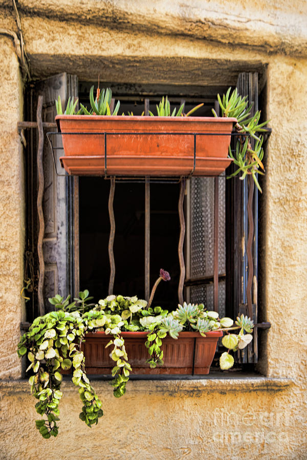 Window Collioure France  Photograph by Chuck Kuhn