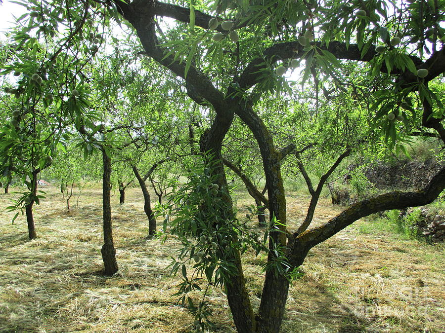 Almond trees in Lanjaron #1 Photograph by Chani Demuijlder
