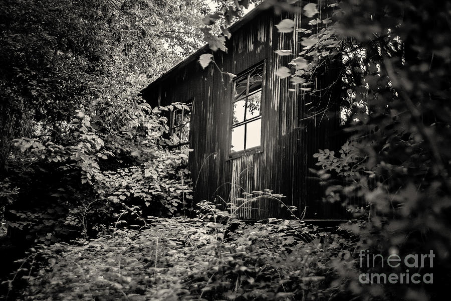 Window in the Woods Photograph by Randall Cogle