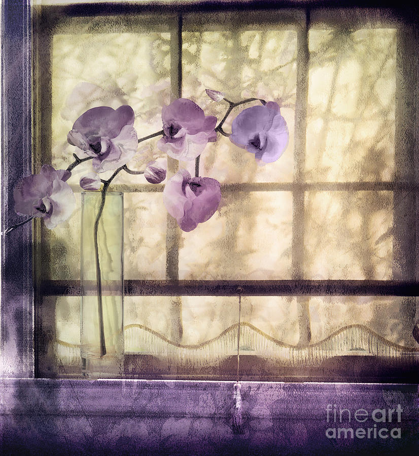 Orchid Painting - Window Orchids by Mindy Sommers