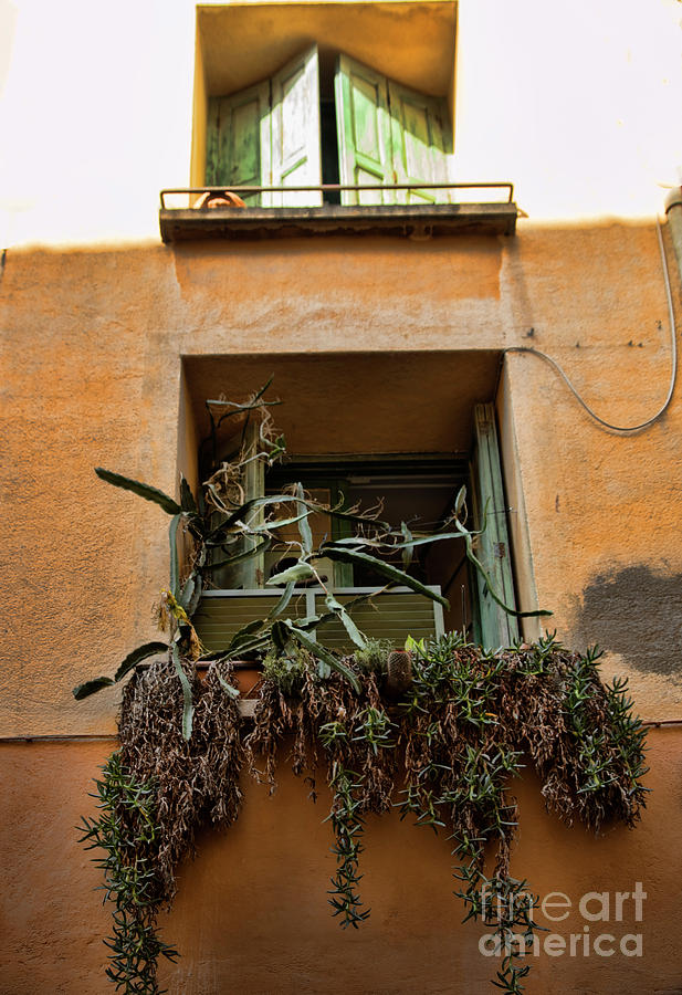 Window Plants Collioure France  Photograph by Chuck Kuhn