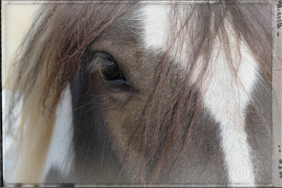 Window To A Horses Soul Photograph by Mick Anderson