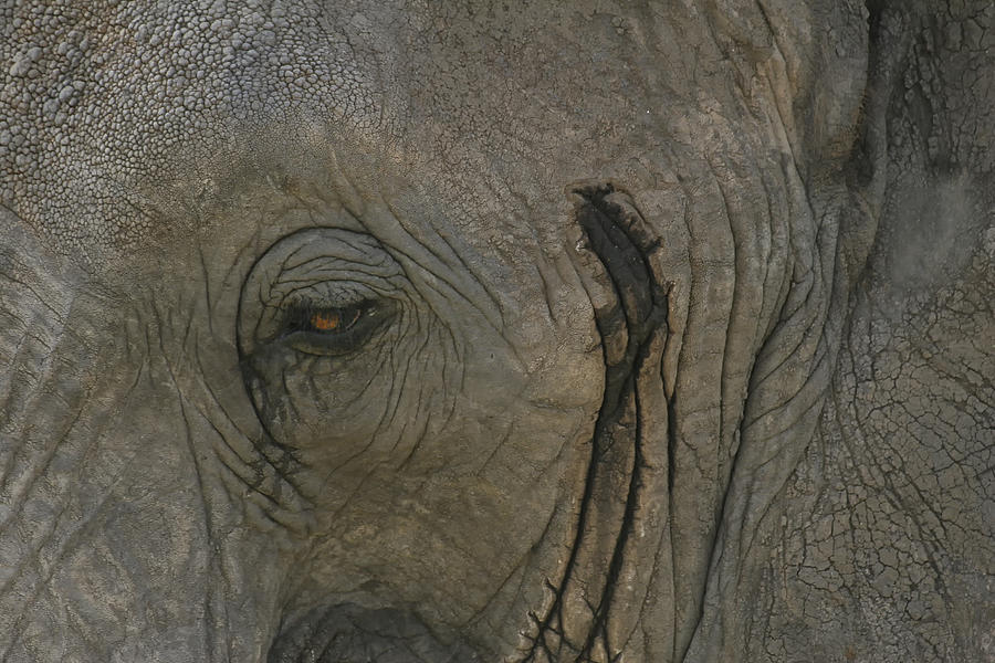 Window to the Elephants Soul Photograph by Gary Hall