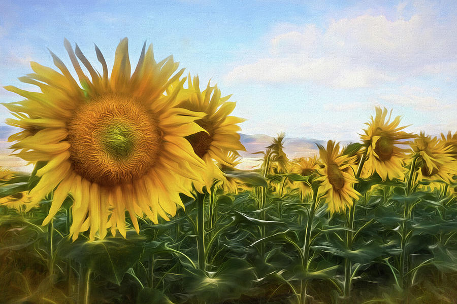 Window To The Sunflower Fields Watercolors Painting Photograph By