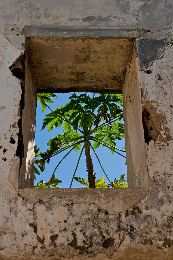 Window Tree Photograph by Roger Mullenhour