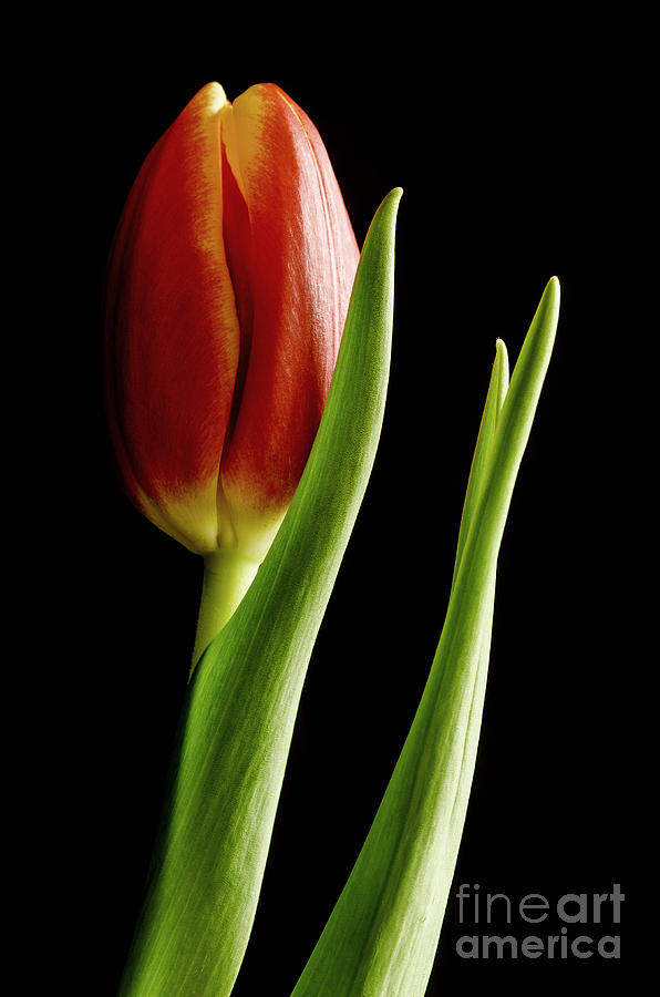 Window Tulip Photograph by Nick Boren