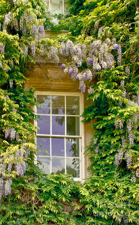 Window Twined with Flowers Photograph by Elena Perelman