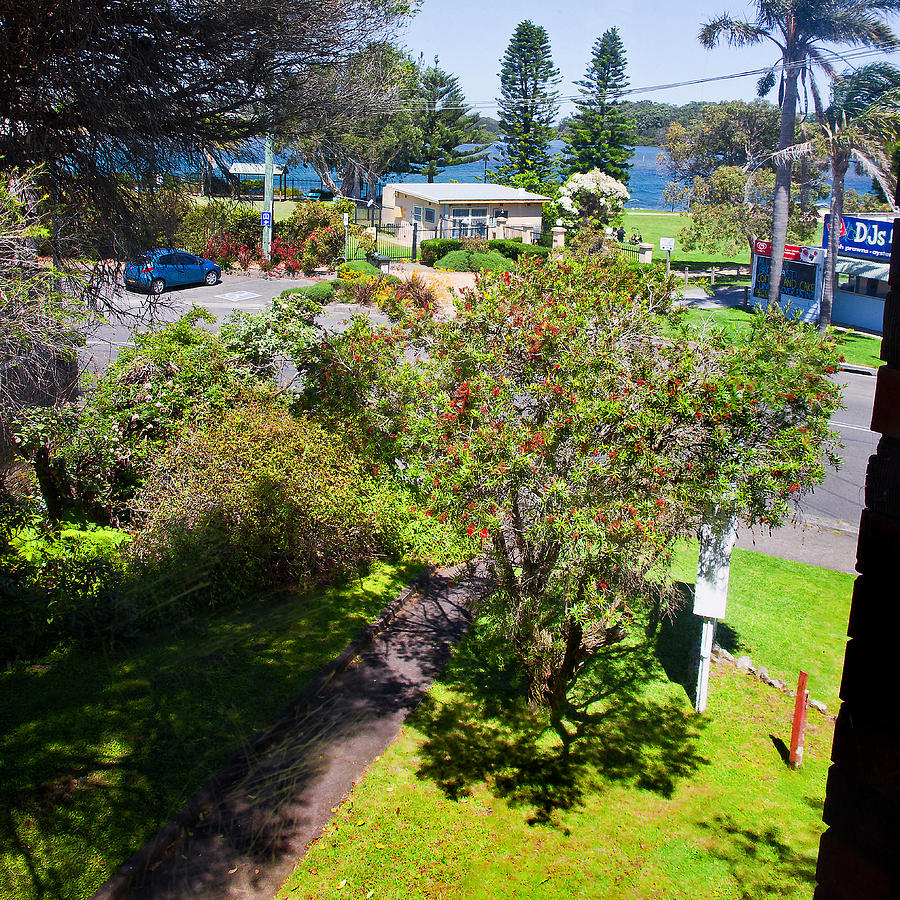 Tree Photograph - Window View From Anchor Bay Motel Room by Miroslava Jurcik