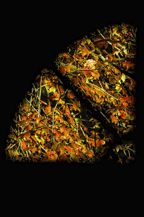 Fall Photograph - A Slice of Fall by Tim Wilson