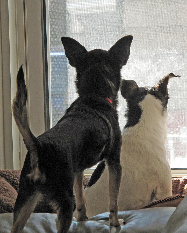 Window Watch Dogs Photograph by Barbara McDevitt