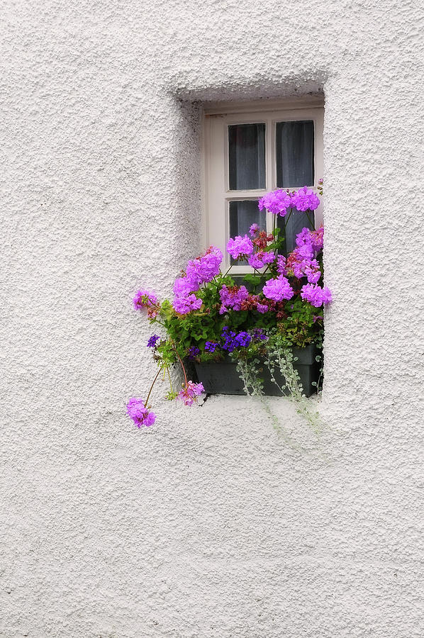 Window with Geranium. Culross Photograph by Jenny Rainbow