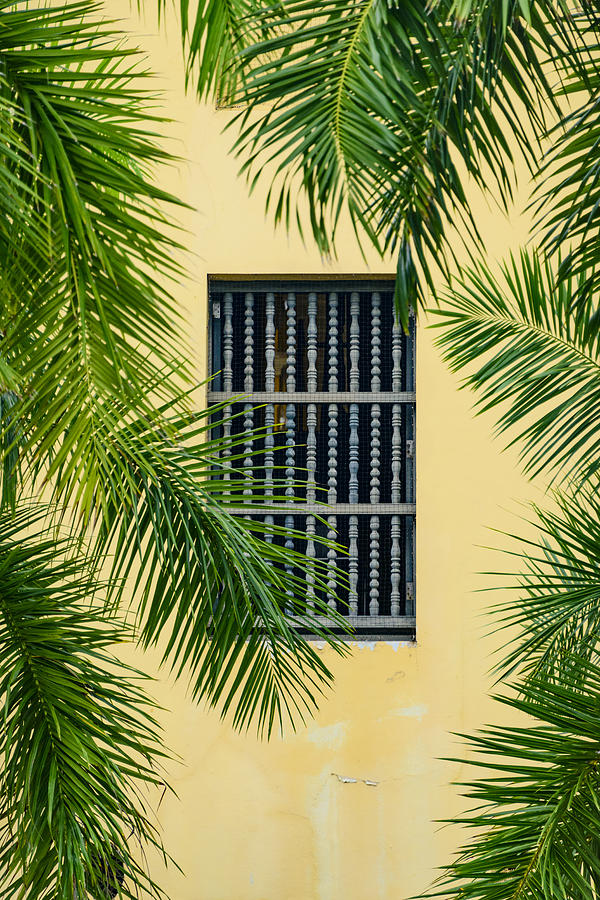 Window with Palm Leaves Photograph by Oscar Gutierrez