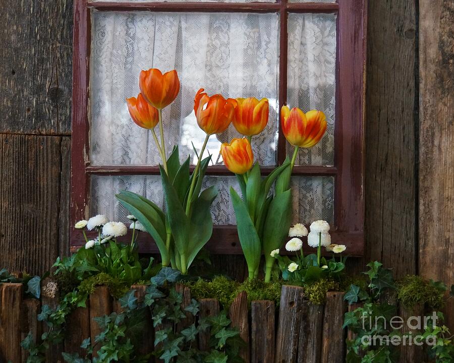Windowbox Tulips Photograph by Patricia Strand