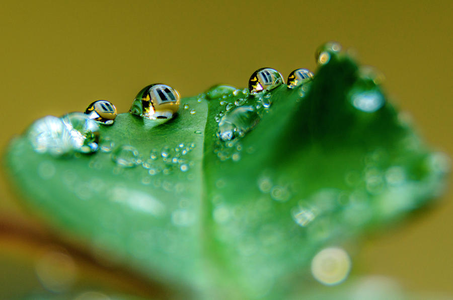Windows in drops Photograph by Wolfgang Stocker
