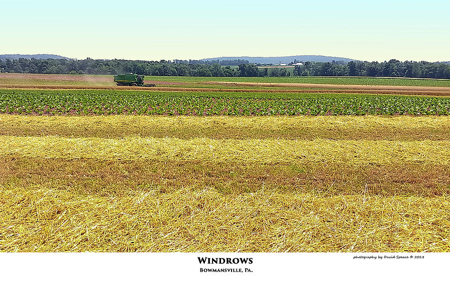 Windrows Photograph by David Speace