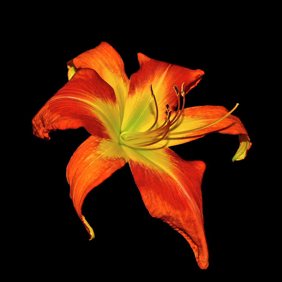 Winds Of Fire Daylily 001 Photograph by George Bostian