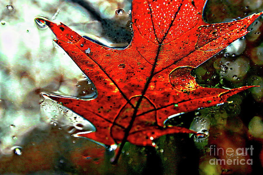 Windshield Leaf III Photograph by Cheryl Rose