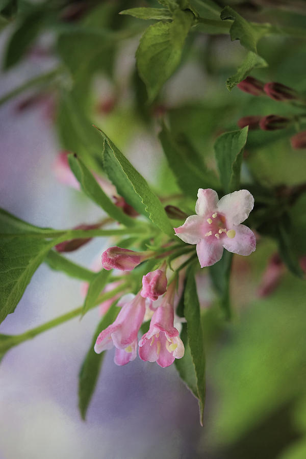 Windsor Bell Flowers Photograph