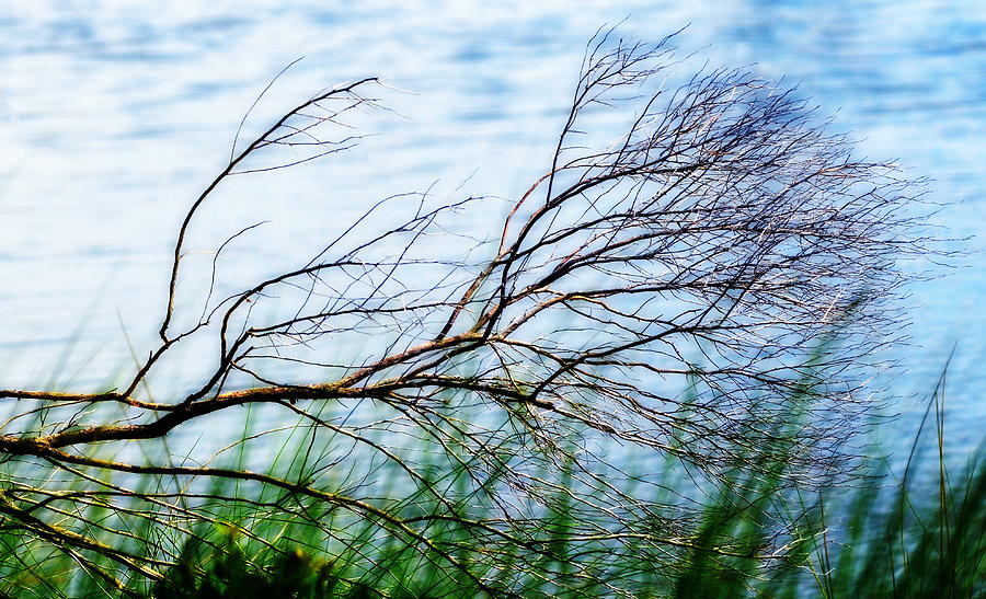 Windswept Branch at Waters Edge at St. Marks Photograph by Carla Parris