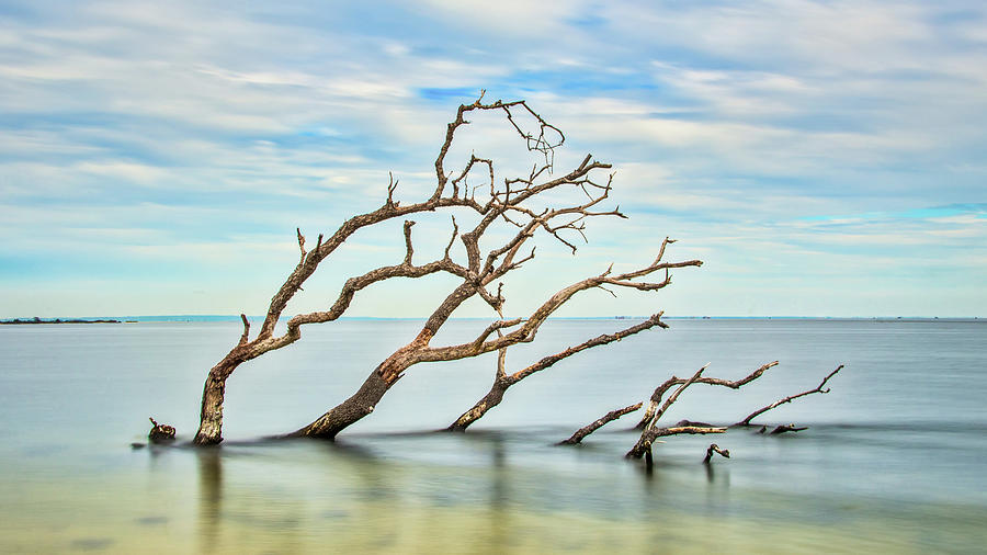 Windswept Branches On Sandy Hook Bay Photograph by Gary Slawsky