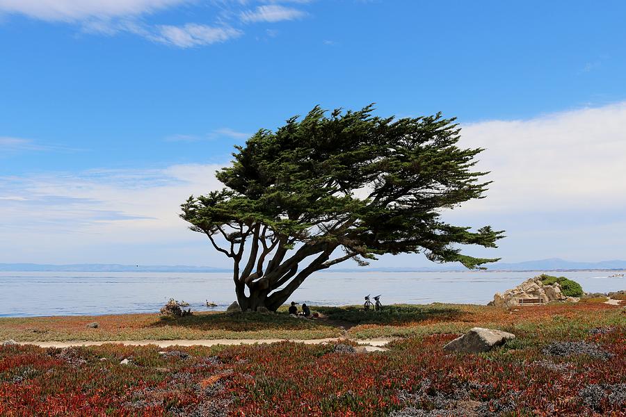 Windswept Cypress  Photograph by Christy Pooschke