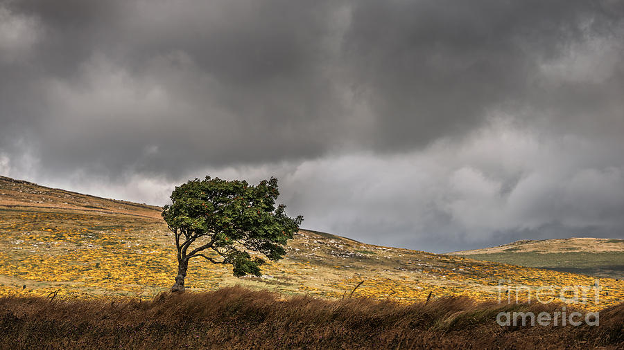 Space Photograph - Windswept Dartmoor by Richard Thomas