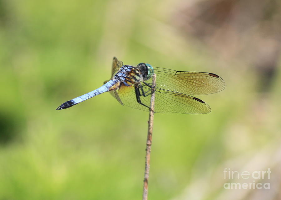 Windswept Dragonfly Photograph by Carol Groenen