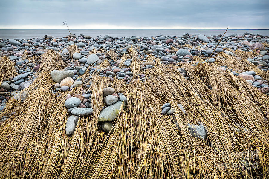 Winter Photograph - Windswept Grass at Lawrencetown Beach, Nova Scotia by Mike Organ