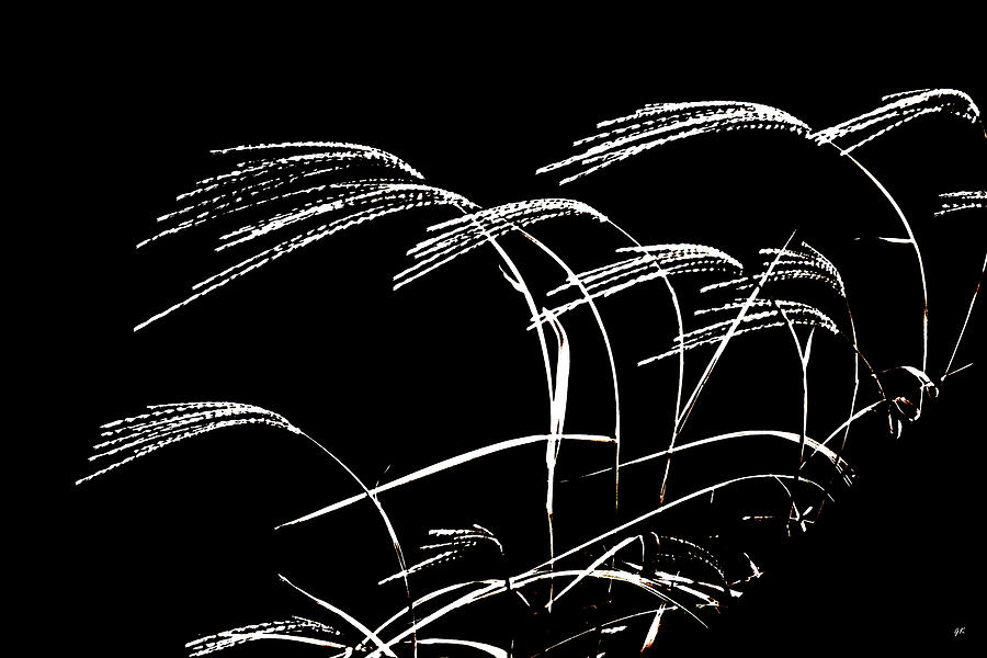 Windswept Grasses Photograph by Gerlinde Keating - Galleria GK Keating Associates Inc