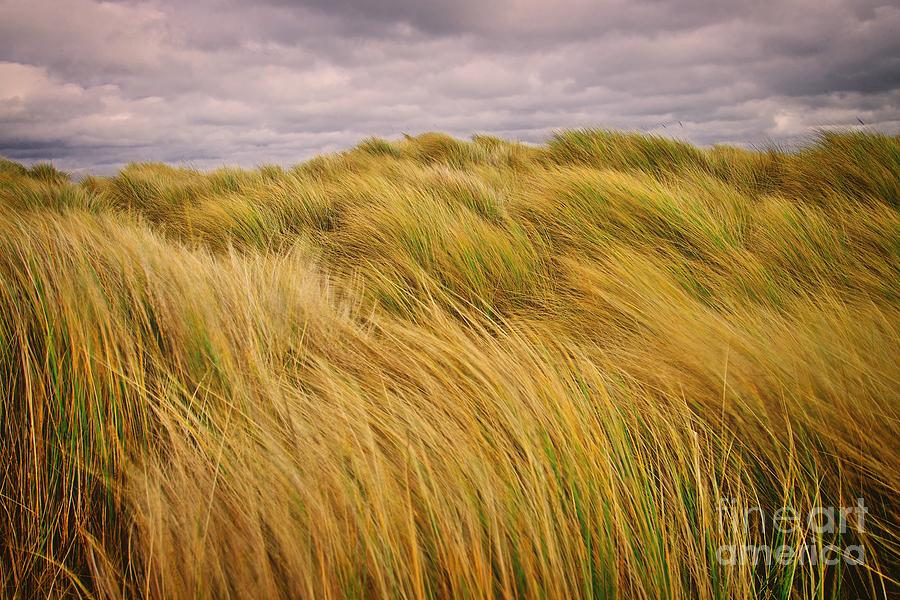 windswept Grasses Photograph by Martyn Arnold